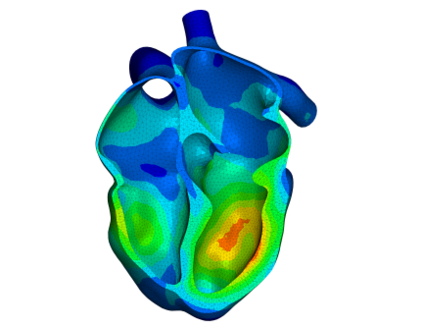 Ein 3D-Modell eines menschlichen Herzens, dargestellt in blauen und grünen Farbtönen, zeigt die Kammern und Wände. Farbabstufungen repräsentieren unterschiedliche Bereiche, möglicherweise zur Visualisierung von Blutfluss oder Temperatur. Das Modell hebt die anatomischen Strukturen des Herzens hervor.