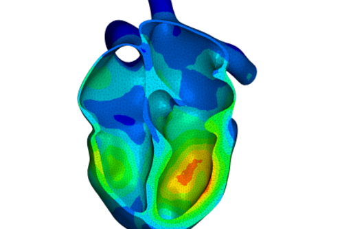Ein 3D-Modell eines menschlichen Herzens, dargestellt in blauen und grünen Farbtönen, zeigt die Kammern und Wände. Farbabstufungen repräsentieren unterschiedliche Bereiche, möglicherweise zur Visualisierung von Blutfluss oder Temperatur. Das Modell hebt die anatomischen Strukturen des Herzens hervor.
