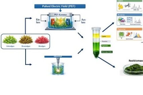 Das Bild zeigt den Prozess der Anwendung gepulster elektrischer Felder (PEF) zur Verarbeitung von Algen. Es sind Flussdiagramme dargestellt, die die Umwandlung von Algen in verschiedene Produkte wie Methan und Anwendungen in der Lebensmittelindustrie veranschaulichen.