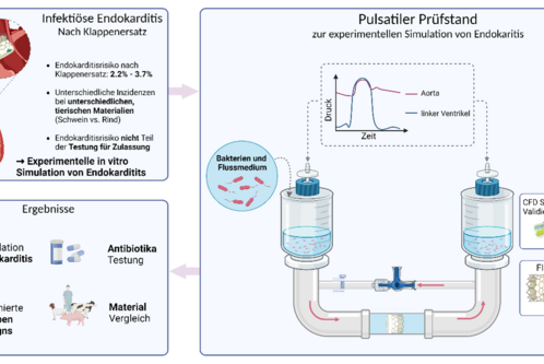 Dieses Bild zeigt eine grafische Darstellung eines Prüfstands zur Simulation von infektiöser Endokarditis. Oben links werden Unterschiede bei Endokarditis erwähnt, während rechts der Pulsatiler Prüfstand und die Untersuchung von Bakterien und Flussdynamik zu sehen sind. Ergebnisse umfassen Simulation, Antibiotika-Tests und optimierte Klappendesigns.