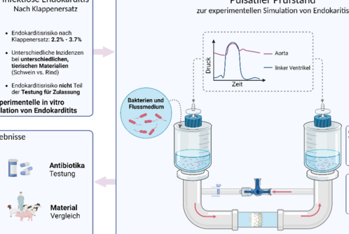 Dieses Bild zeigt eine grafische Darstellung eines Prüfstands zur Simulation von infektiöser Endokarditis. Oben links werden Unterschiede bei Endokarditis erwähnt, während rechts der Pulsatiler Prüfstand und die Untersuchung von Bakterien und Flussdynamik zu sehen sind. Ergebnisse umfassen Simulation, Antibiotika-Tests und optimierte Klappendesigns.