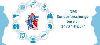 Ein stilisiertes Herz ist in der Mitte abgebildet, umgeben von Symbolen für verschiedene Organe und DNA. Rechts steht der Text: "DFG Sonderforschungsbereich 1470 'HFpEF'". Die Darstellung thematisiert die Forschung zu Herzinsuffizienz und deren Zusammenhang mit anderen Körperfunktionen.