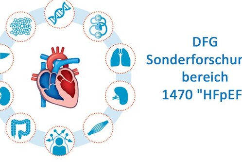 Ein stilisiertes Herz ist in der Mitte abgebildet, umgeben von Symbolen für verschiedene Organe und DNA. Rechts steht der Text: "DFG Sonderforschungsbereich 1470 'HFpEF'". Die Darstellung thematisiert die Forschung zu Herzinsuffizienz und deren Zusammenhang mit anderen Körperfunktionen.