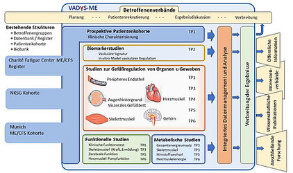 Diagramm zur Untersuchung von ME/CFS, das verschiedene Studien und Patientengruppen zeigt. Es umfasst prospektive Kohorten, Biomarktforschung und funktionale sowie metabolische Studien zu Organen und Geweben, mit einem Fokus auf Datamanagement und Analyse.