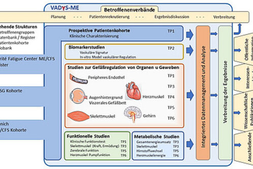 Diagramm zur Untersuchung von ME/CFS, das verschiedene Studien und Patientengruppen zeigt. Es umfasst prospektive Kohorten, Biomarktforschung und funktionale sowie metabolische Studien zu Organen und Geweben, mit einem Fokus auf Datamanagement und Analyse.