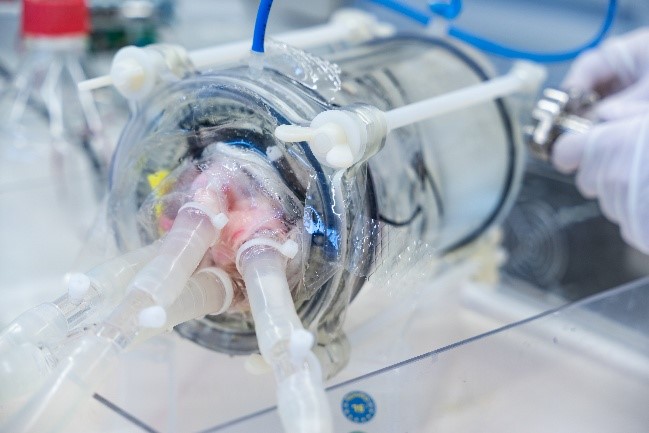 Ein transparentes Laborgerät mit mehreren Röhren verbindet sich mit einem pinken Gewebe. Eine Hand, die einen Wasserstrahl kontrolliert, ist sichtbar. Das Gerät wird für wissenschaftliche oder medizinische Zwecke verwendet, um die Verbindung und Analyse von biologischem Material zu ermöglichen.