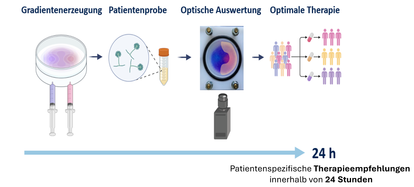 Illustration eines Prozesses zur Erstellung spezifischer Therapieempfehlungen. Schritte: Gradienten erzeugen, Patientenprobe analysieren, optische Auswertung durchführen, resultierendes Therapieschema. Zeitrahmen: Empfehlungen innerhalb von 24 Stunden.