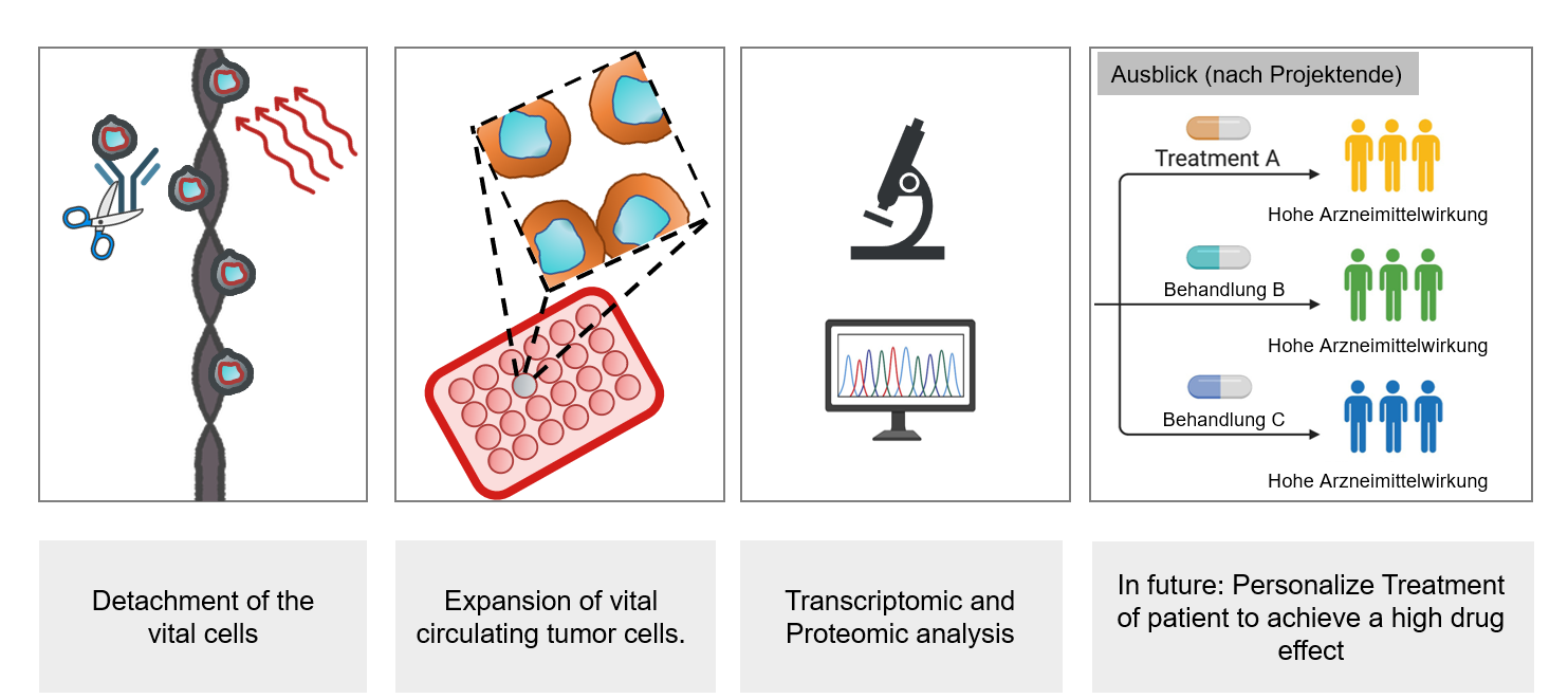 Dieses Bild zeigt den Prozess der isolierten vitalen Tumorzellen, deren Expansion und anschließende analysierende Methoden wie Transkriptomik und Proteomik. Es wird die zukünftige personalisierte Behandlung von Patienten diskutiert, um hohe Arzneimittelwirkungen zu erzielen.